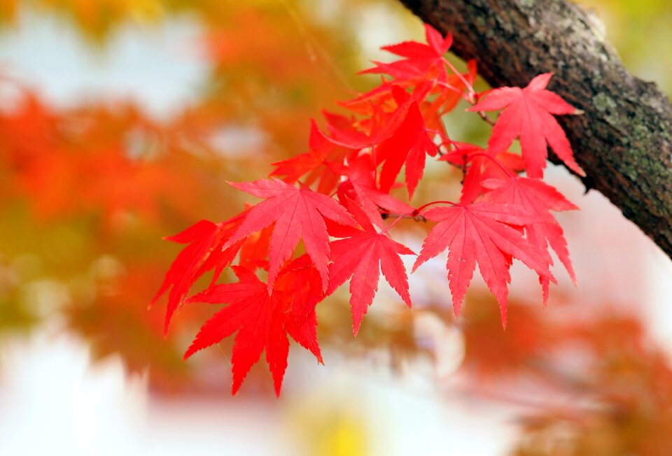 Red leaves maple autumn