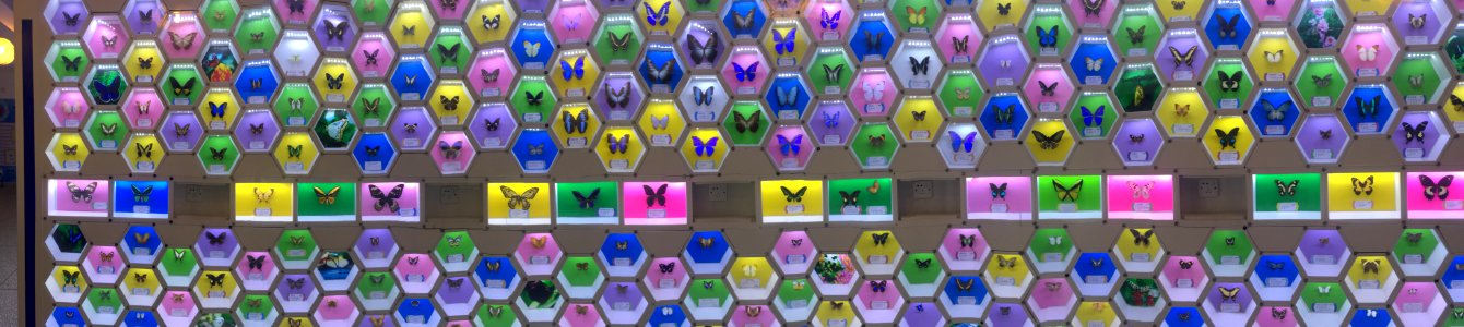 Butterfly specimen exhibition in Guangming Butterfly Valley, picture3