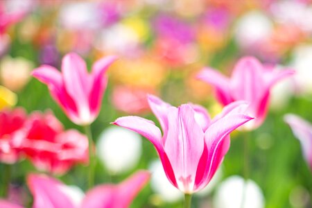 Spring flowers floral photo