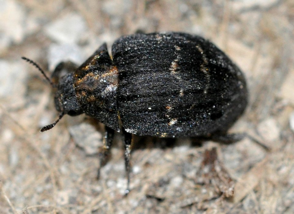Byrrhus-fasciatus-01-fws