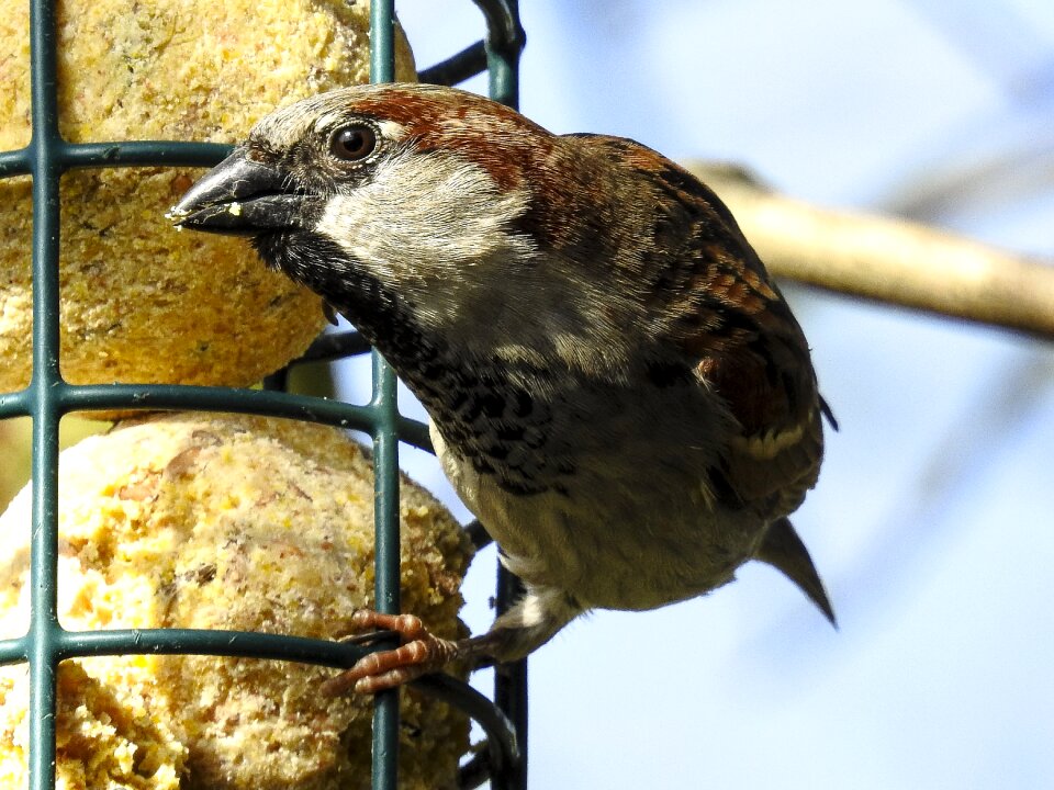 Bird garden bird songbird