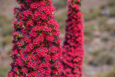 National park teide national park candles shaped