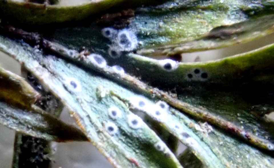 Byssoloma leucoblepharum 66750667
