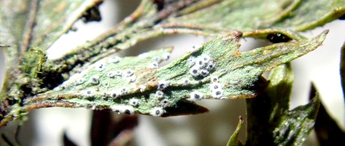 Byssoloma leucoblepharum 66750634
