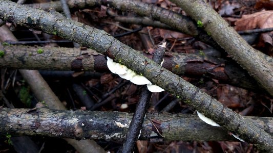 Byssomerulius corium 63172913