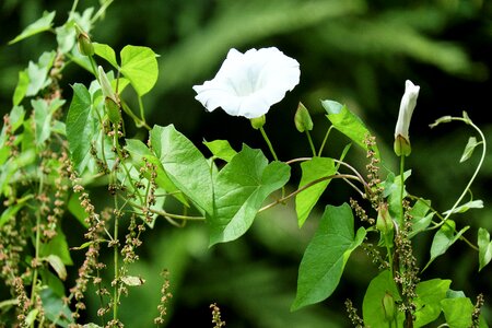 Bloom white trichtenförmig