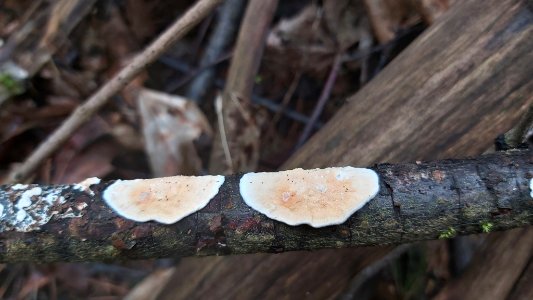 Byssomerulius corium 63172921