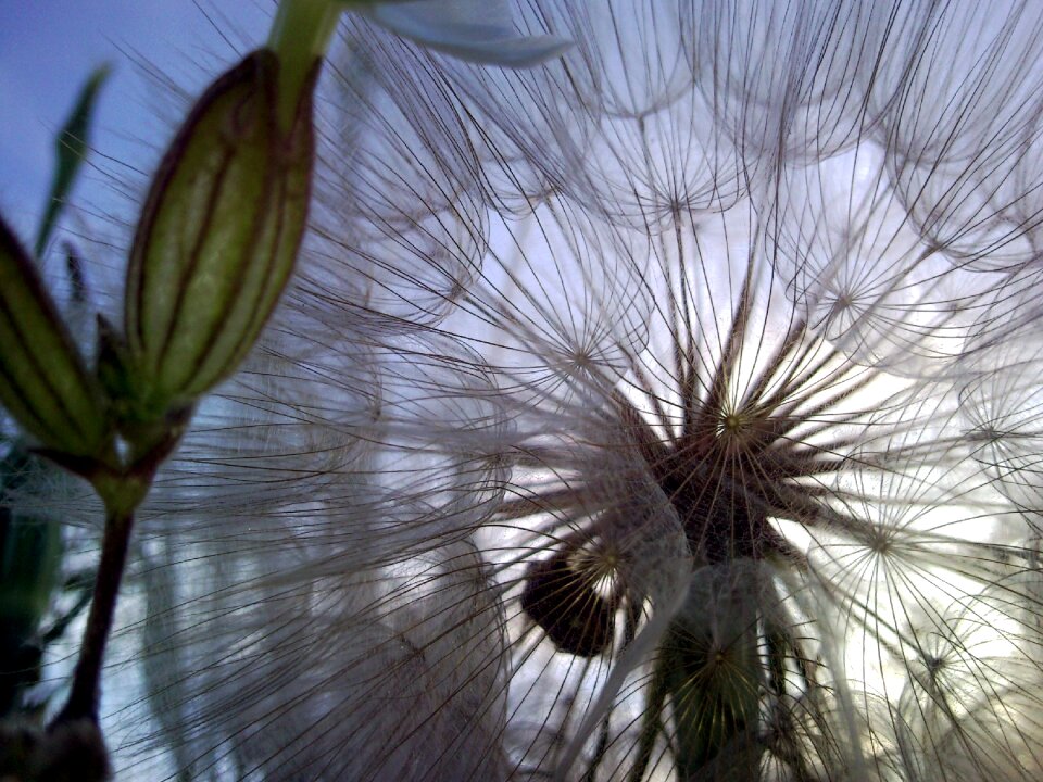 Dandelion field spring