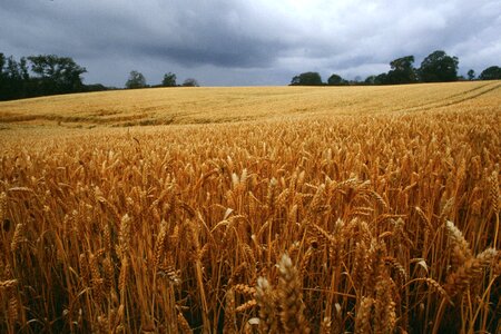 Danemark corn landscape