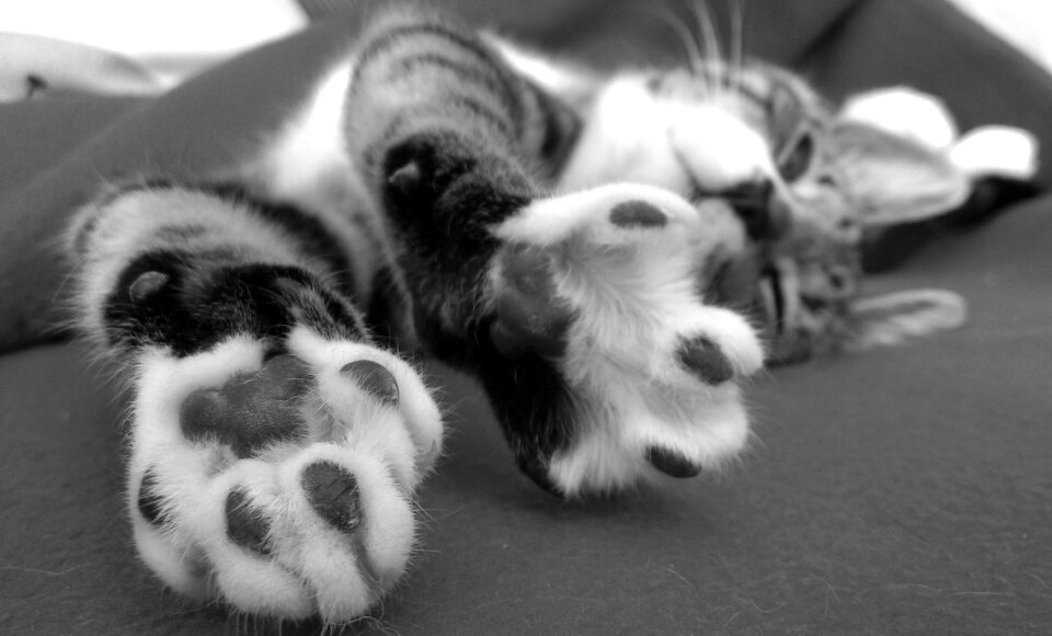 Cats feline gray cat