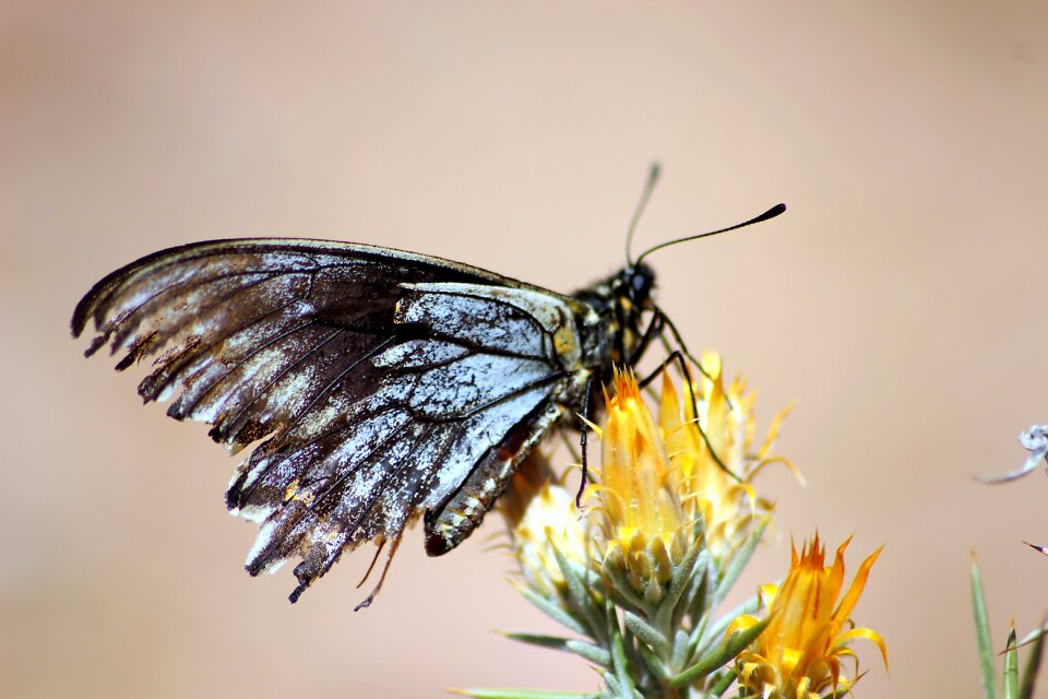 Chile elqui butterfly