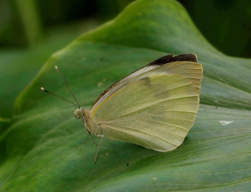 Butterfly on a leaf - Parc floral 2