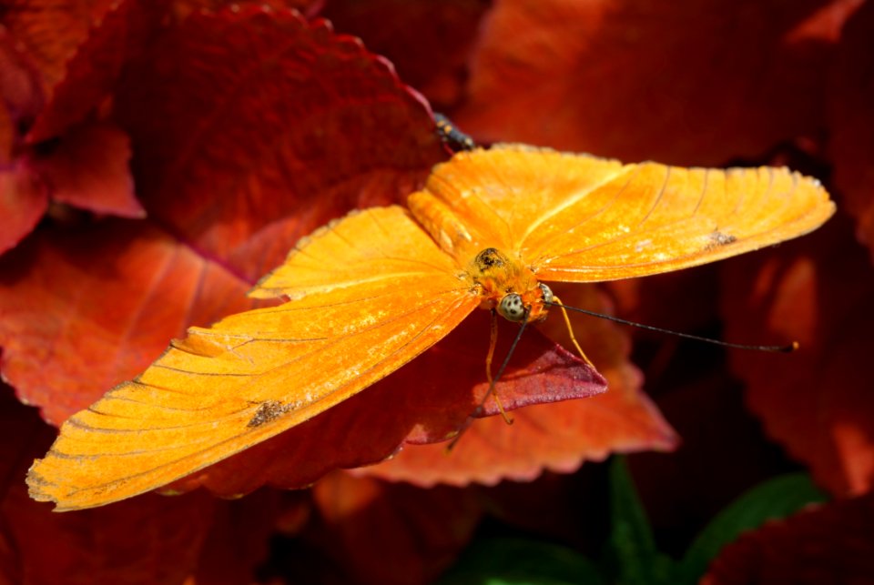 Butterfly show - Krohn Conservatory - DSC03624