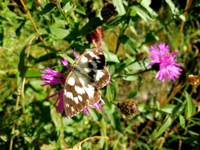 Butterfly 20