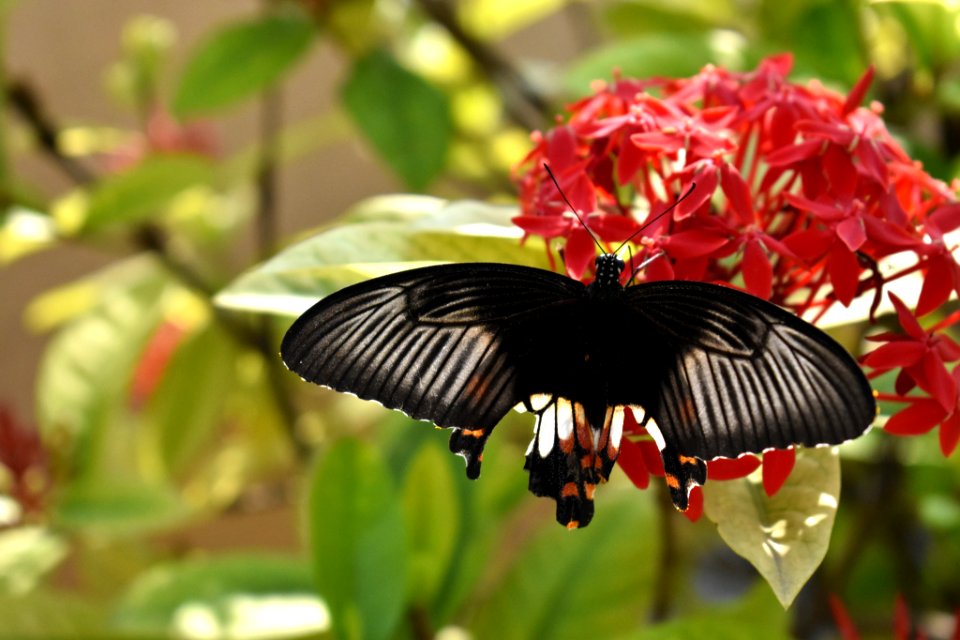 Butterfly At My Garden (183771821)