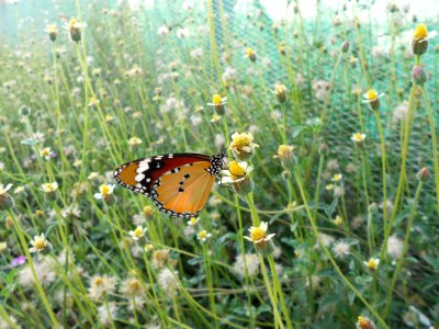 Butterfly (130195303)