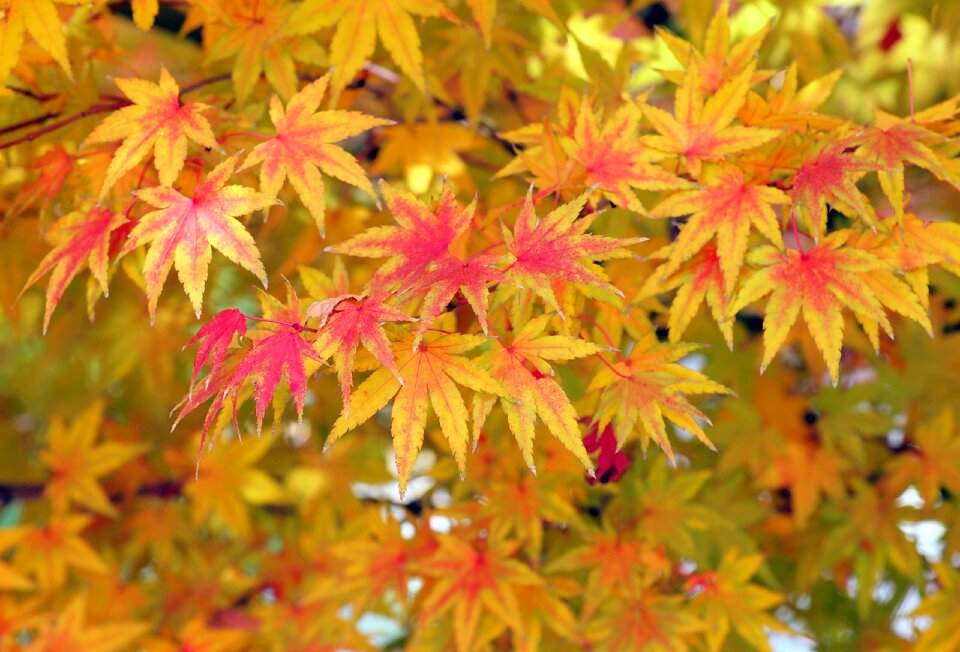 Autumn yellow leaf photo