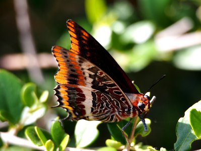 Butterfly in Greece