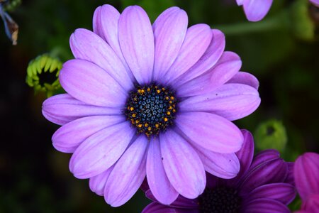 Bloom pink violet photo