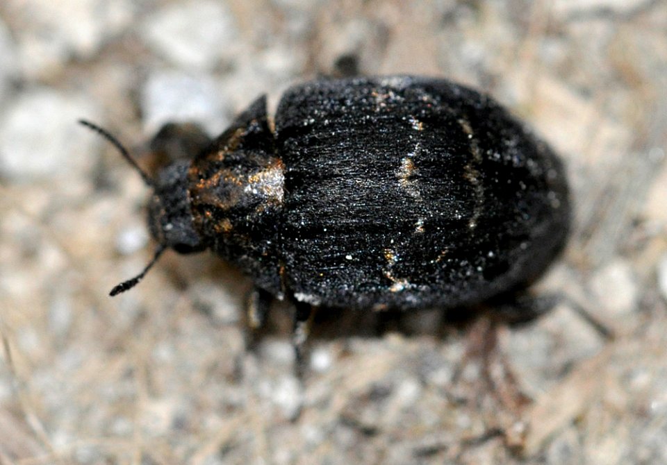 Byrrhus-fasciatus-03-fws