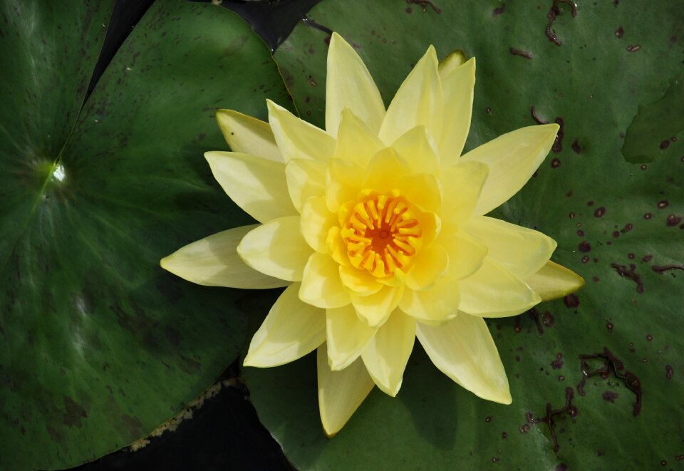 Lake rose pond blossom photo