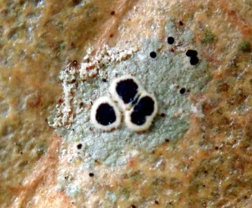 Byssoloma subdiscordans 99142347