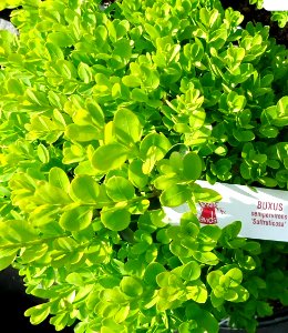 Buxus Sempervirens 'Suffruticosa' plants growing in New Jersey in April