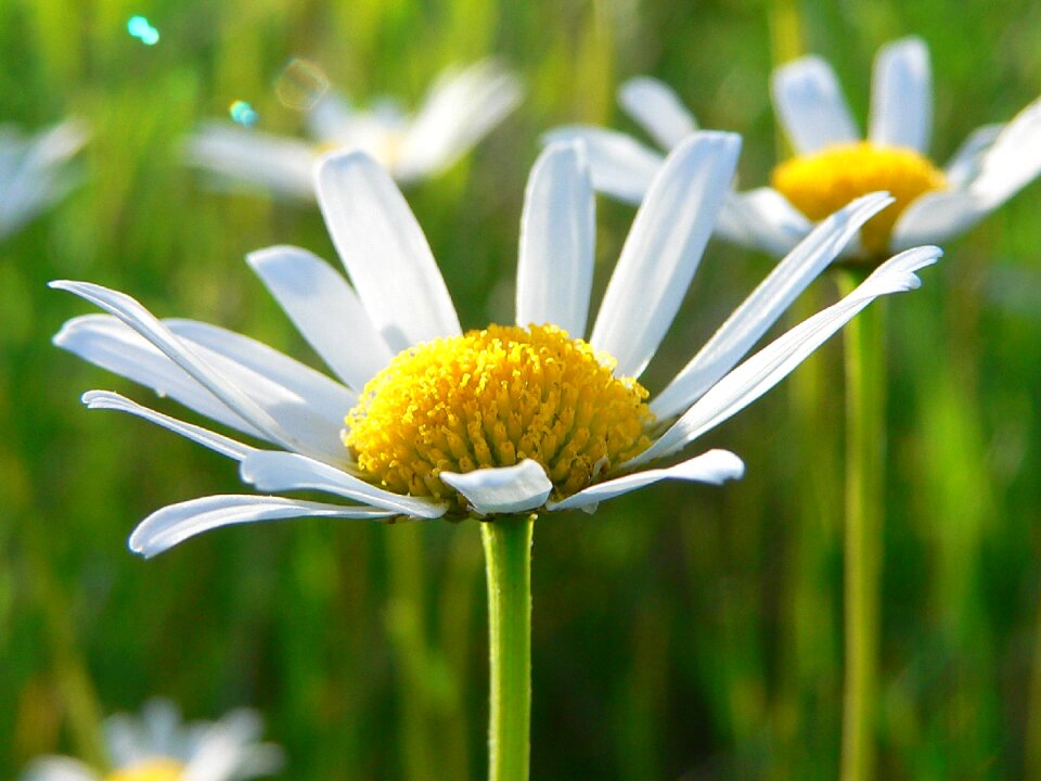 Spring flowering macro