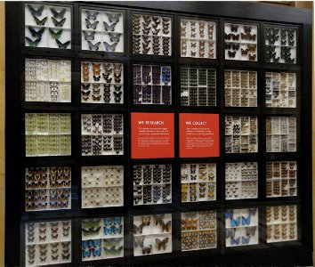Butterfly Case, Carnegie Museum of Natural History, Pittsburgh, 2019-12-11