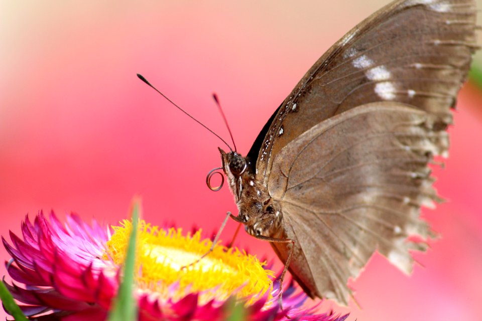Butterfly sucking juice