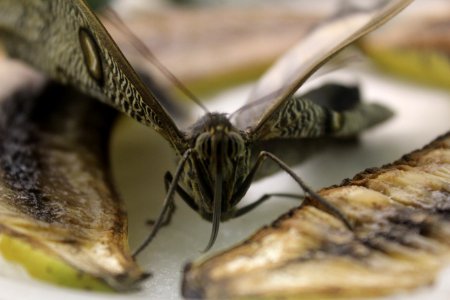 Butterfly at the Academy of Natural Sciences of Drexel University, March 2018