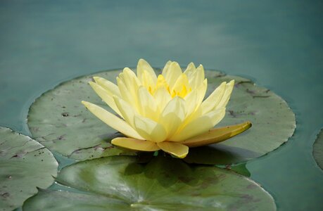 Lake rose pond blossom photo