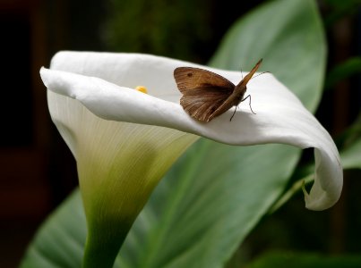 Butterfly on an arum