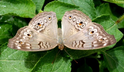 Butterfly show - Krohn Conservatory - DSC03621