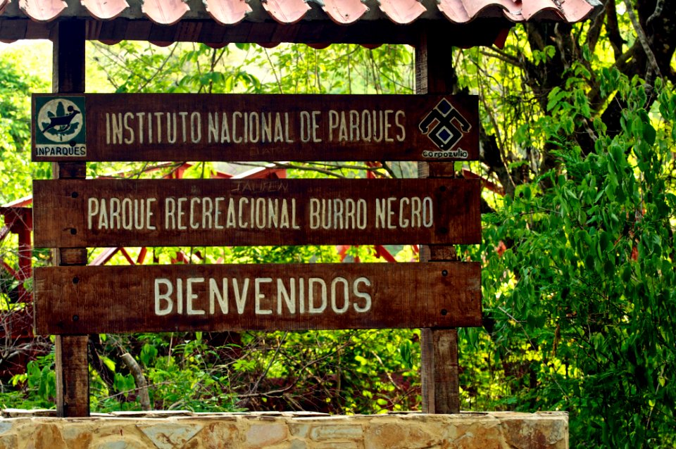 Burro negro