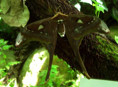 Butterfly farm 3