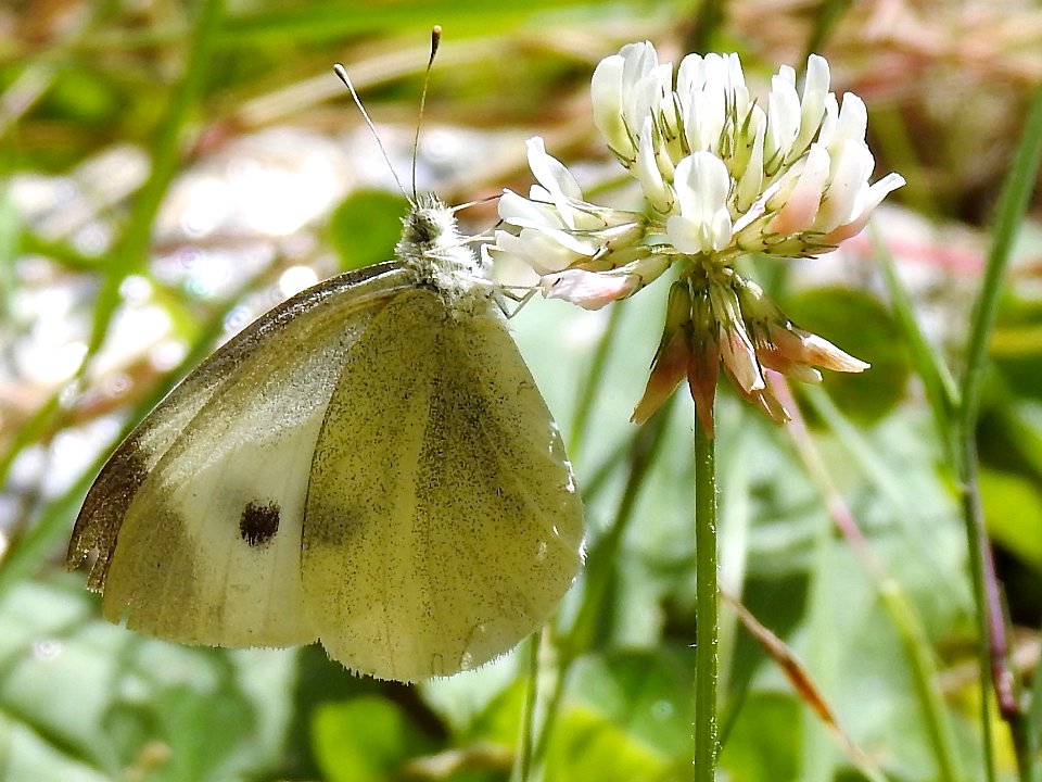 Butterfly (232267125)