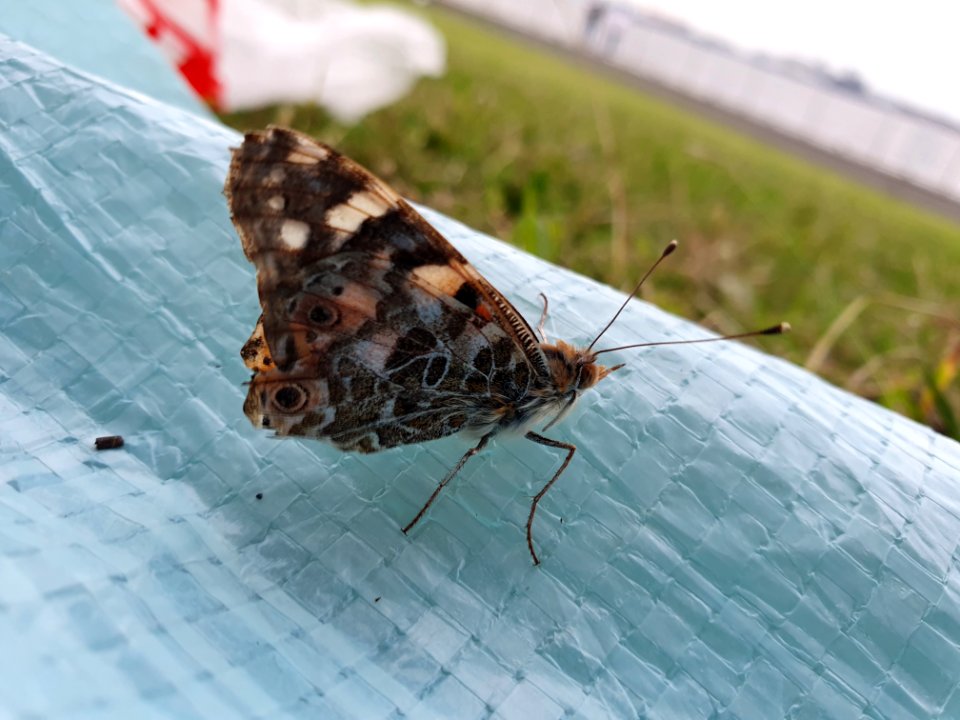 Butterfly at Jonanjima 2