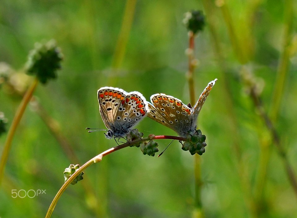 Butterfly Couple (167202121)