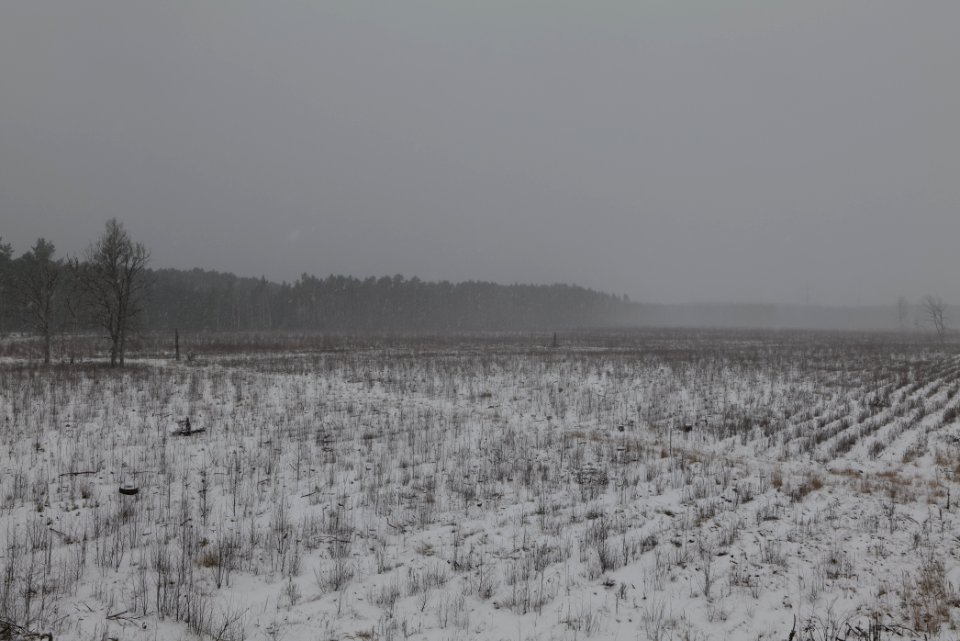 Burned forest Ferch with snow 2021-02-07 05