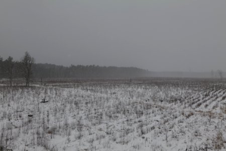 Burned forest Ferch with snow 2021-02-07 05