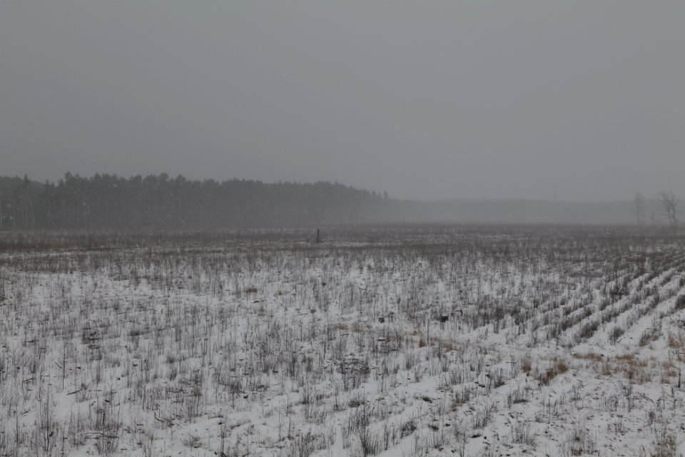 Burned forest Ferch with snow 2021-02-07 03