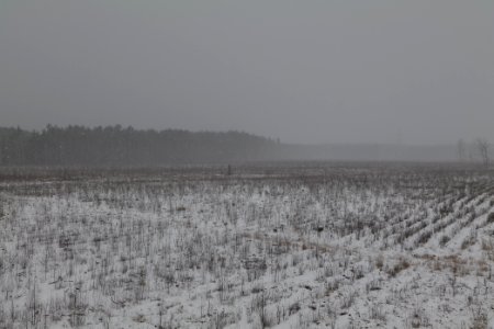 Burned forest Ferch with snow 2021-02-07 03