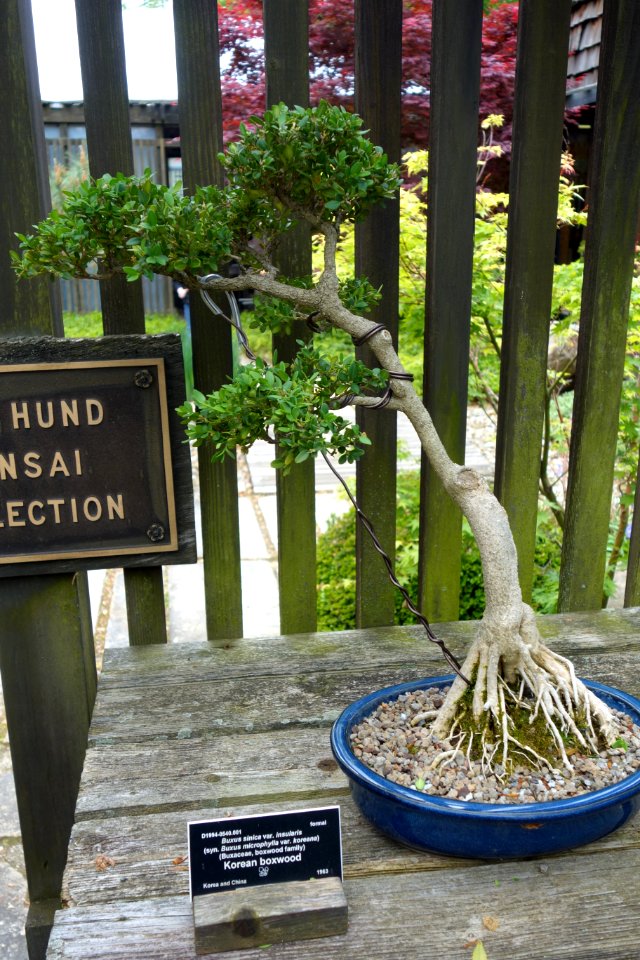 Buxus sinica var. insularis bonsai - Dawes Arboretum - DSC02991