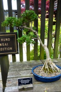 Buxus sinica var. insularis bonsai - Dawes Arboretum - DSC02991