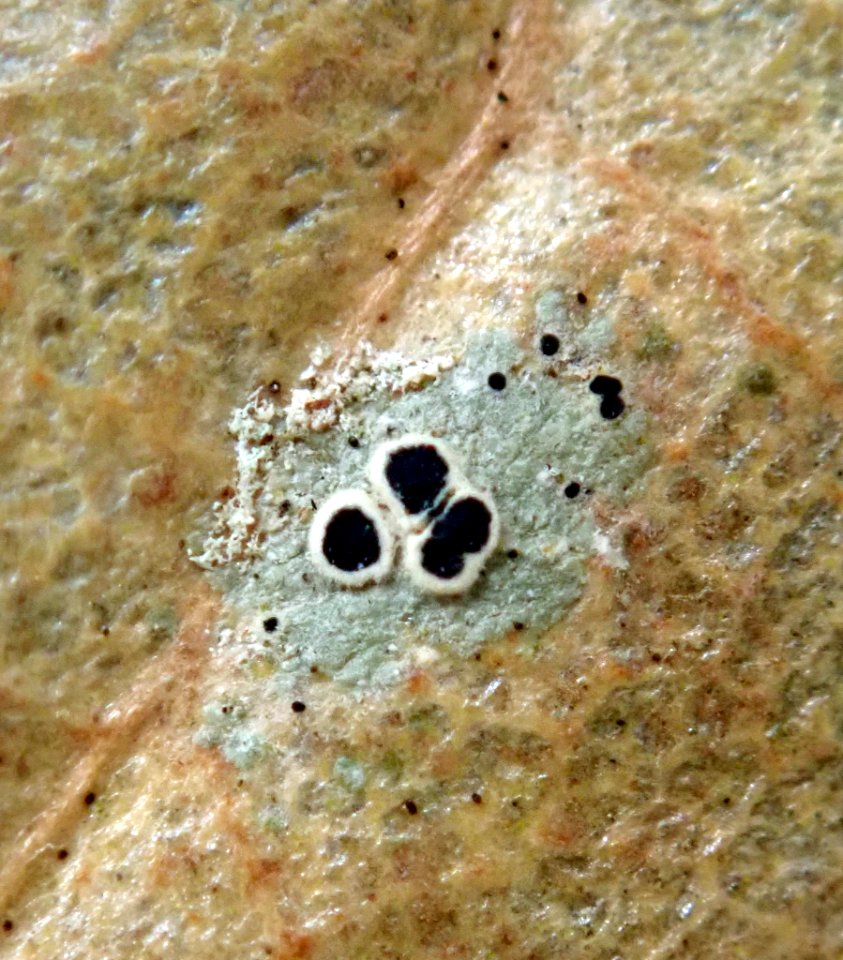 Byssoloma subdiscordans 99142339