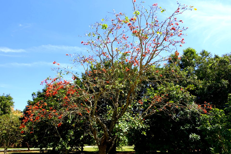 Butea monosperma - Fruit and Spice Park - Homestead, Florida - DSC09148