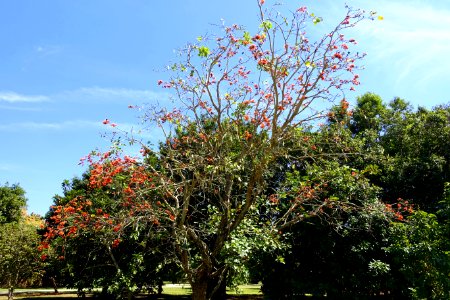 Butea monosperma - Fruit and Spice Park - Homestead, Florida - DSC09148