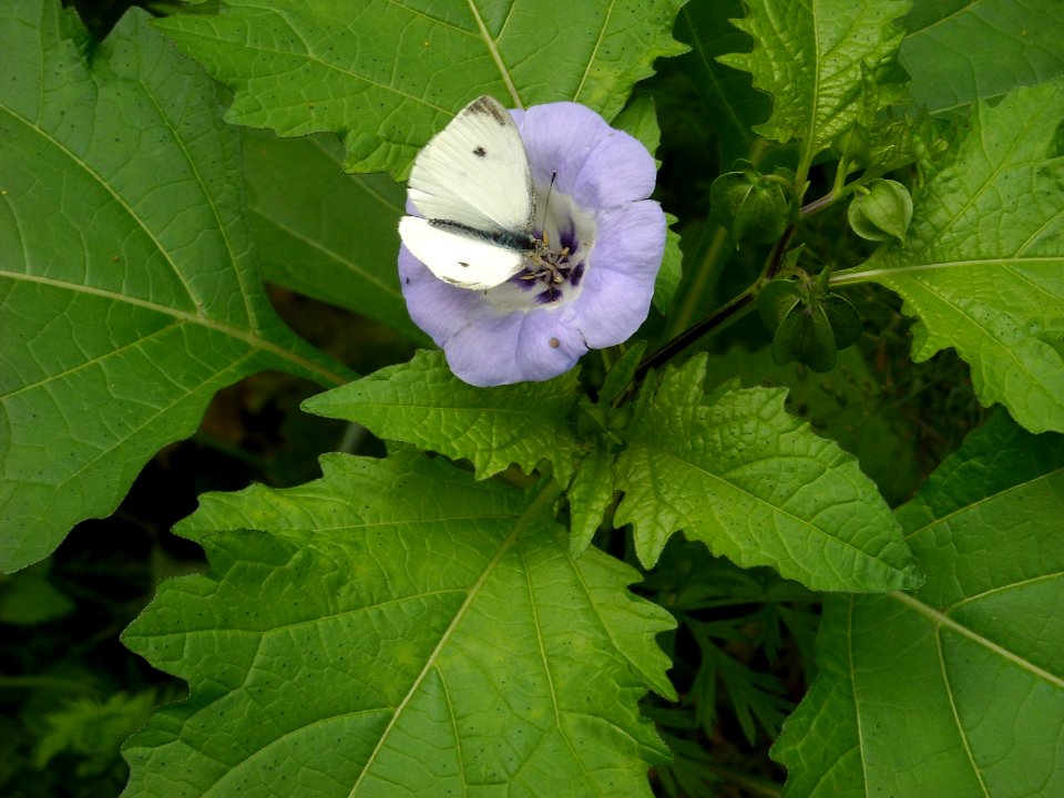 ButterflyOnShoofly