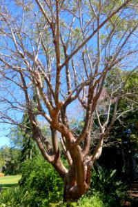 Bursera simaruba - Marie Selby Botanical Gardens - Sarasota, Florida - DSC01339